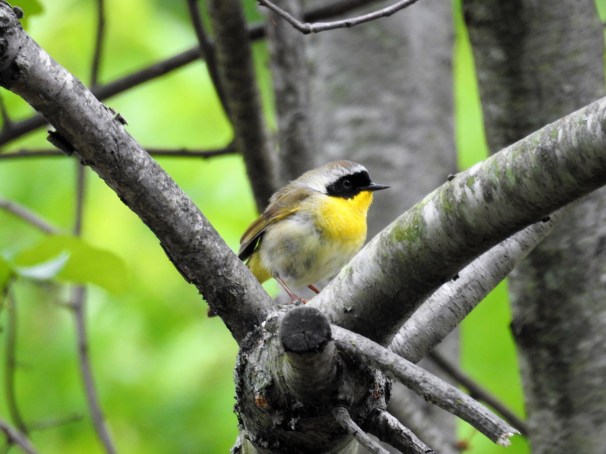 Common Yellowthroat