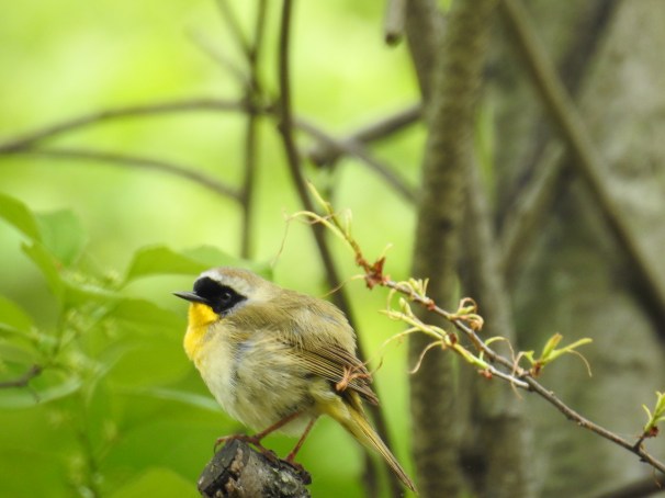 Common Yellowthroat