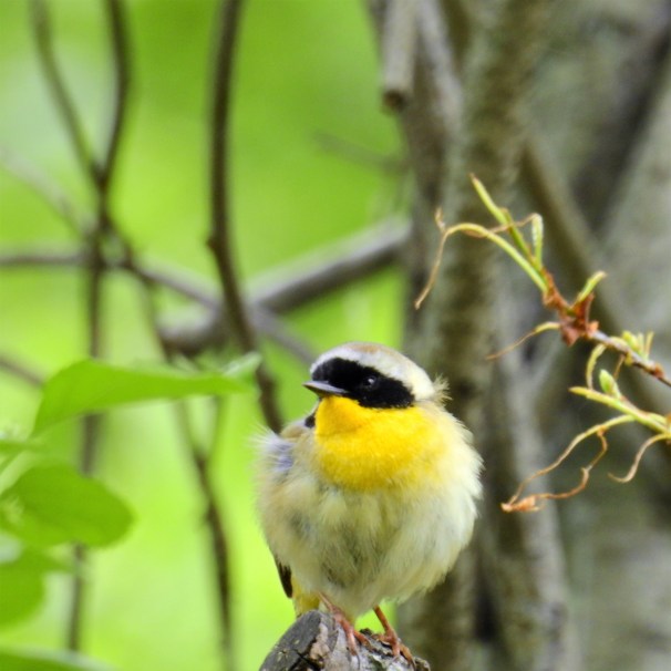 Common Yellowthroat