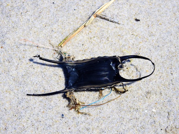 The egg case of a Skate.