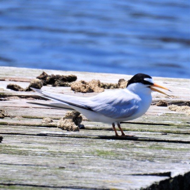 Least Tern