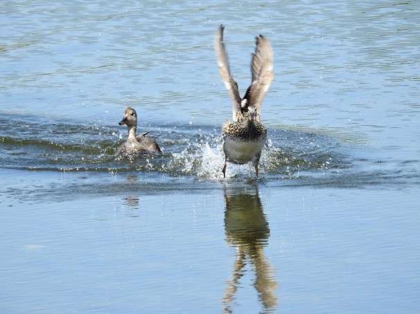 A pair of Gadwall ducks. Gadwall hen in flight.
