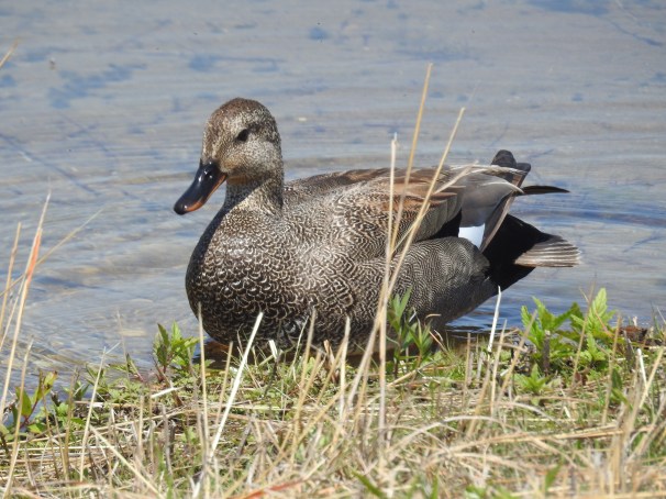 Gadwall (Male)