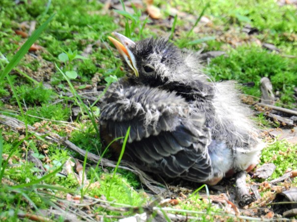 Baby American Robin fell out of the nest.