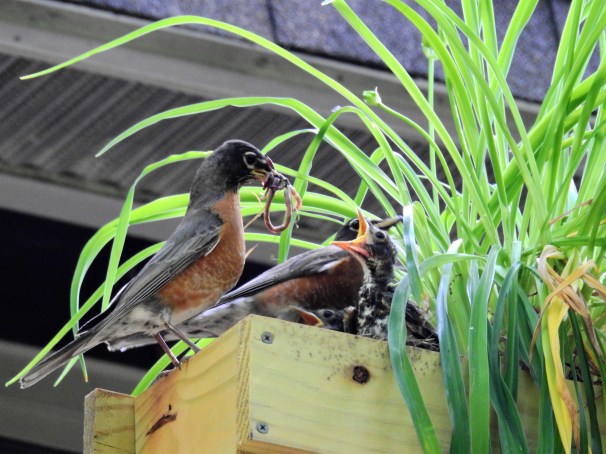 Female American Robin feeding her young.