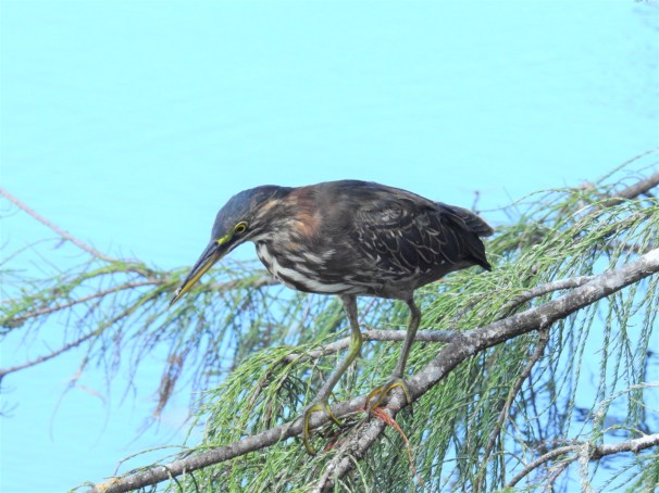 Green Heron