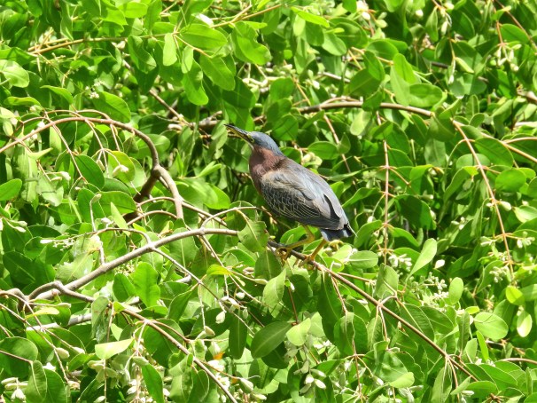 Green Heron