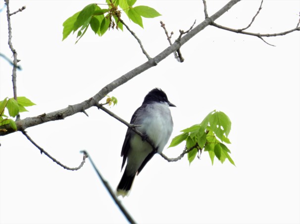 Eastern Kingbird
