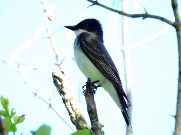 Eastern Kingbird