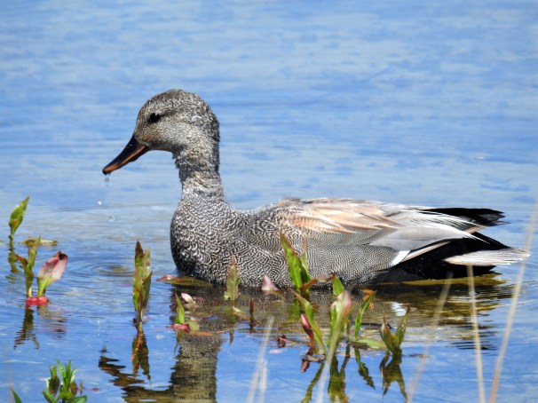 Gadwall (Male)