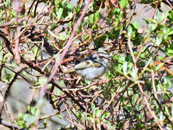 Golden-crowned Kinglet