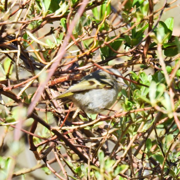 Golden-crowned Kinglet