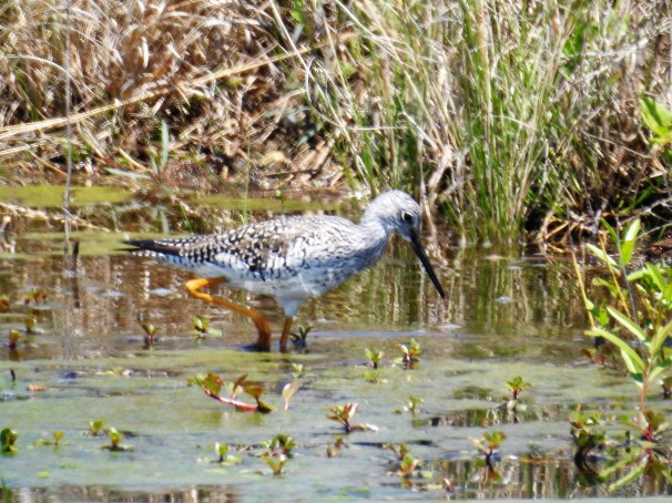 Greater Yellowlegs