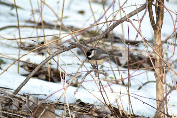 Black-capped Chickadee