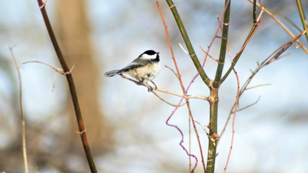 Black-capped Chickadee