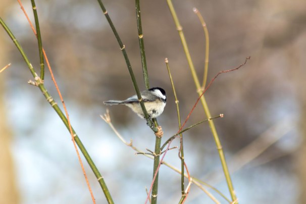 Black-capped Chickadee