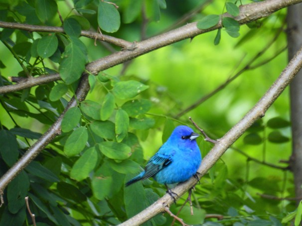 Indigo Bunting