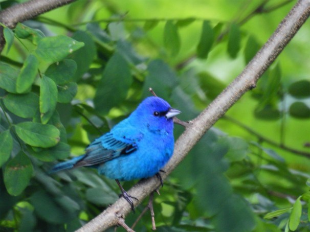 Indigo Bunting