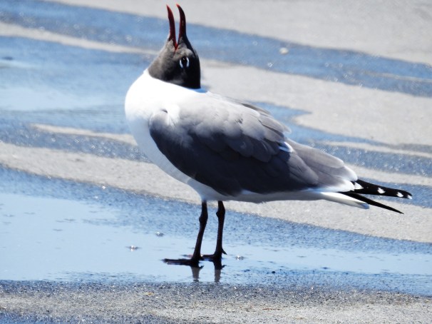 Laughing Gull