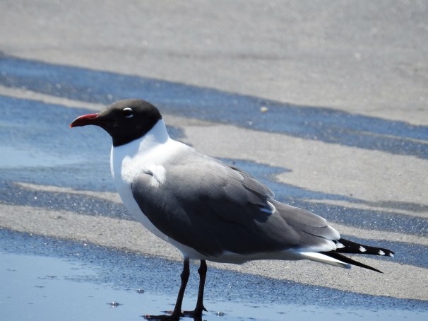Laughing Gull