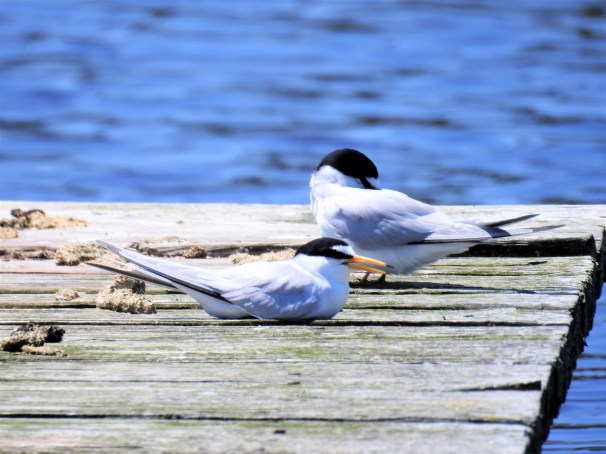 Least Terns