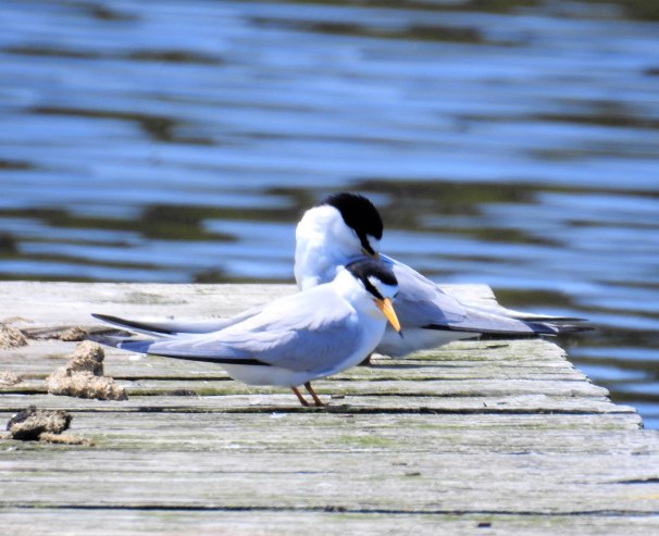 Least Terns