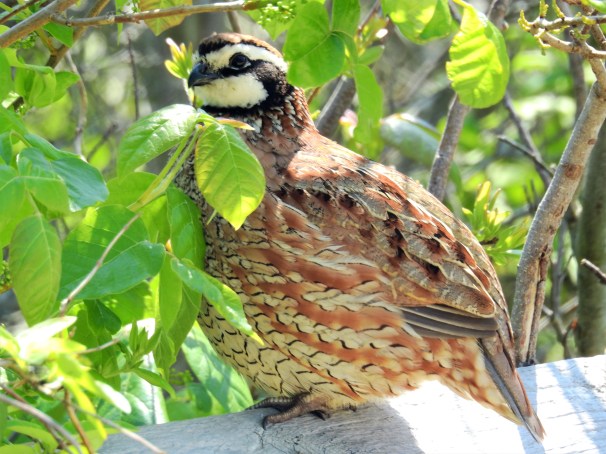 Northern Bobwhite