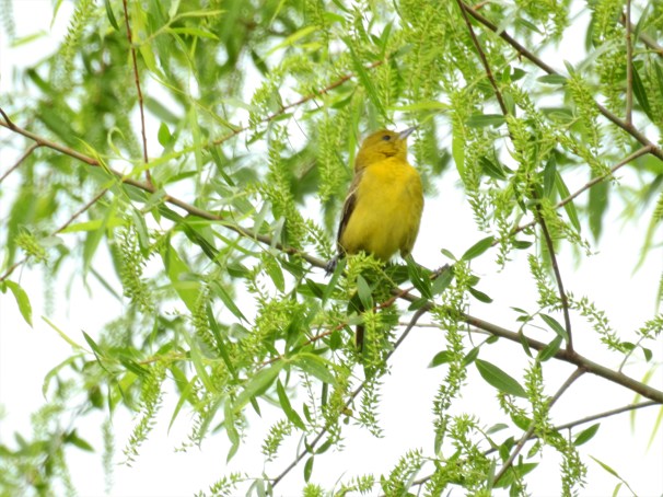  Female Orchard Oriole 