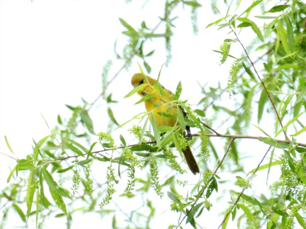 Orchard Oriole Female