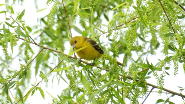 Female Orchard Oriole