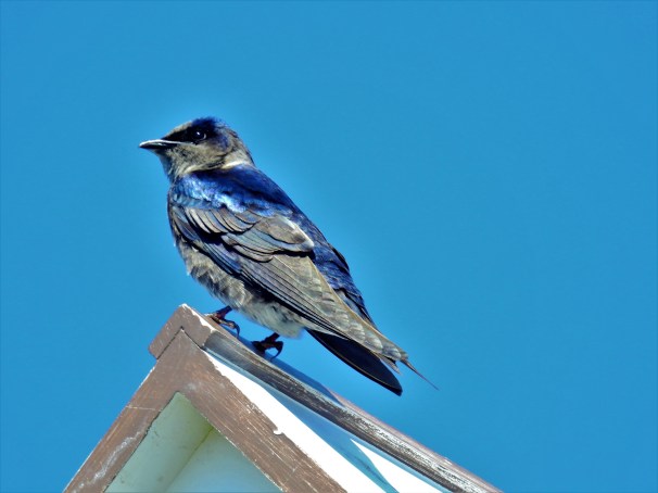 Purple Martin Female