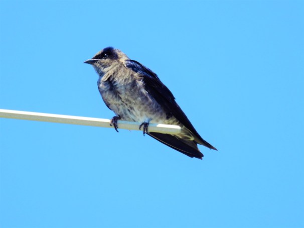 Purple Martin (Female)