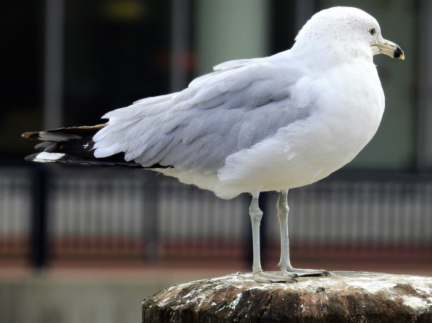 Ring-billed Gull