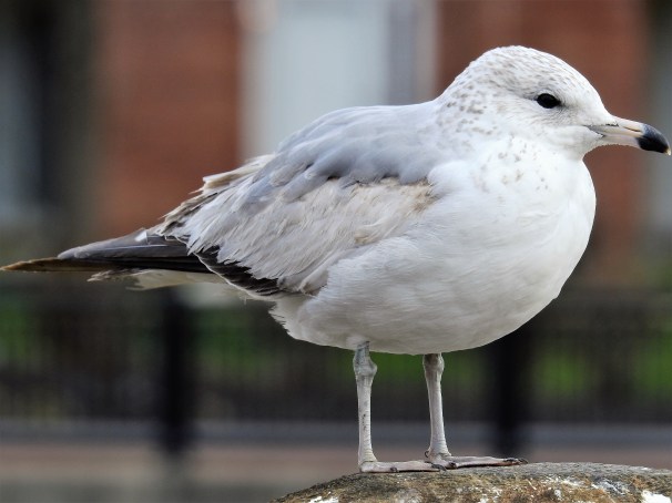Ring-billed Gull