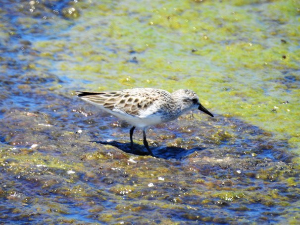 Semipalmated Sandpiper