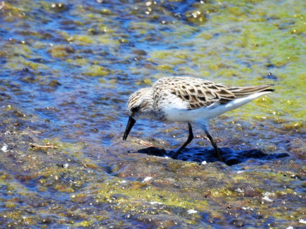 Semipalmated Sandpiper