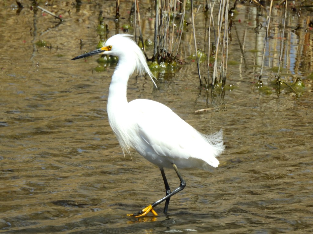 Snowy Egret in Delaware