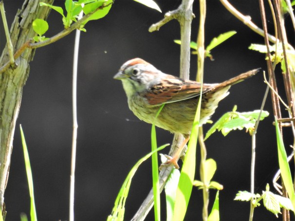 Swamp Sparrow
