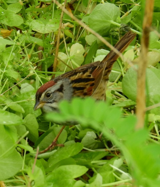 Swamp Sparrow