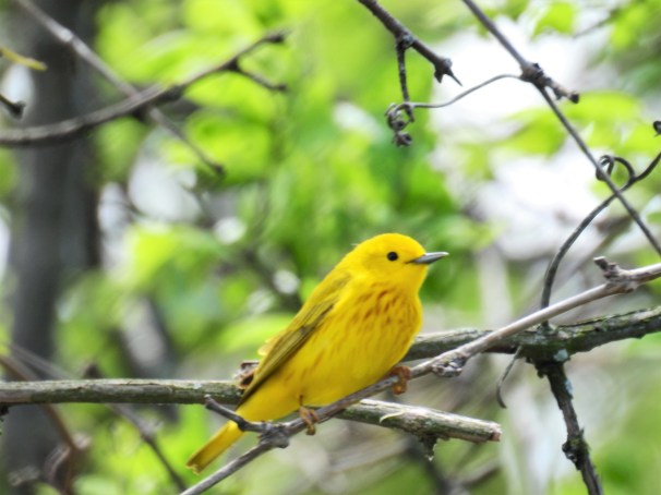 Yellow Warbler