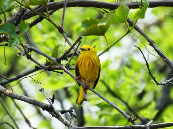 Yellow Warbler 