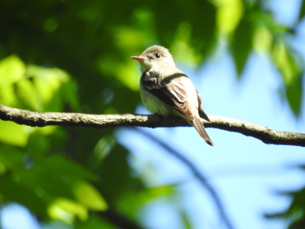 Acadian Flycatcher