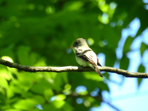 Acadian Flycatcher