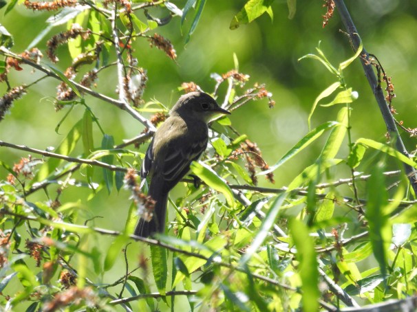 Alder Flycatcher