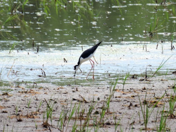 Black-necked Stilt