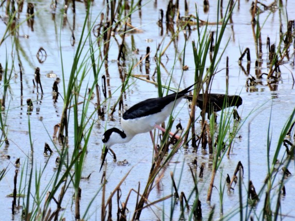 Black-necked Stilt
