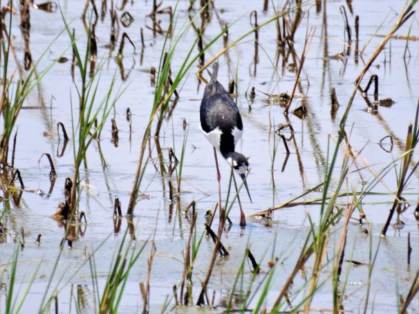 Black-necked Stilt