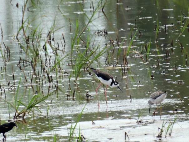 Black-necked Stilt