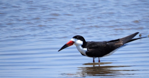 Black Skimmer