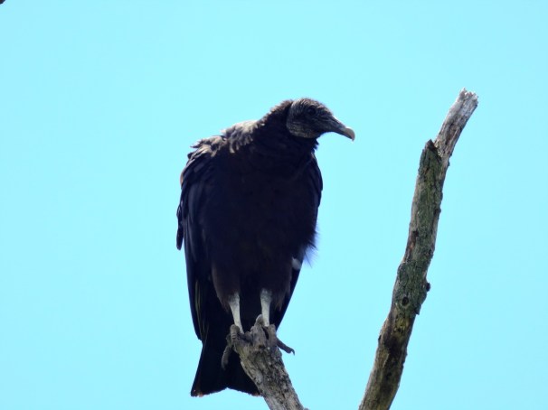 Black Vulture